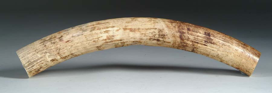 Appraisal: PIECE OF MASTADON IVORY Butt end of the tusk about