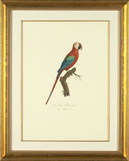 Appraisal: After Francois Levaillant French - Parrots suite of six limited