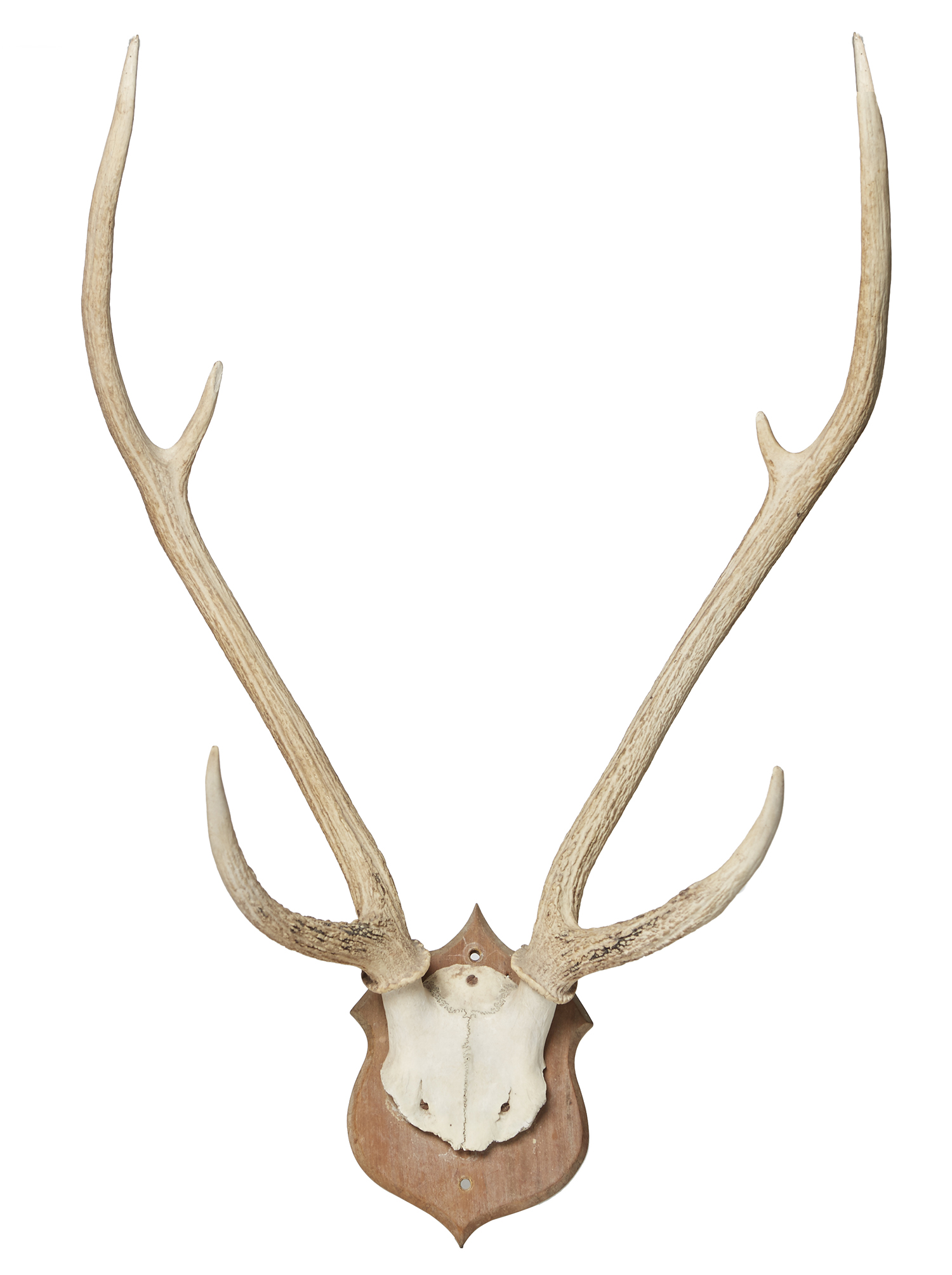 Appraisal: A DEER ANTLER HUNTING TROPHY Mounted on oak shield cm