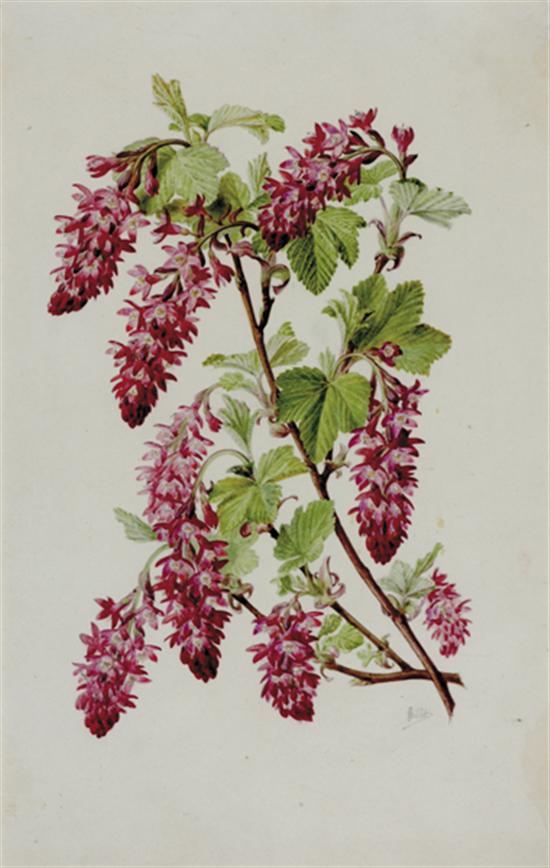 Appraisal: French school th th century circa - SEVEN BOTANICAL WORKS