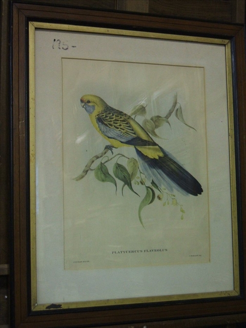 Appraisal: AFTER JOHN GOULD - PLATYCERCUS FLAVEOLUS YELLOW FINCH Color lithograph