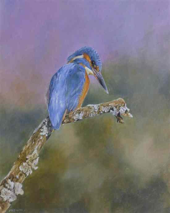 Appraisal: Michael P Jevon gouache Kingfisher on a branch initialled and