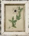 Appraisal: W C - Columbine painted on Whatman paper ca a