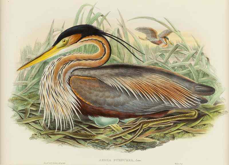 Appraisal: Gould and Richter ''Ardea Purpurea''hand colored lithograph English from ''Birds