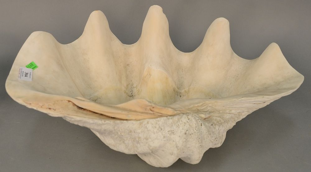 Appraisal: Giant natural clam shell ht in lg in Giant natural