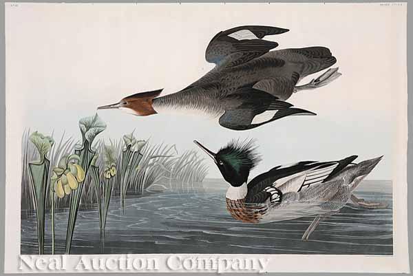 Appraisal: After John James Audubon American - Red-Breasted Merganser No plate