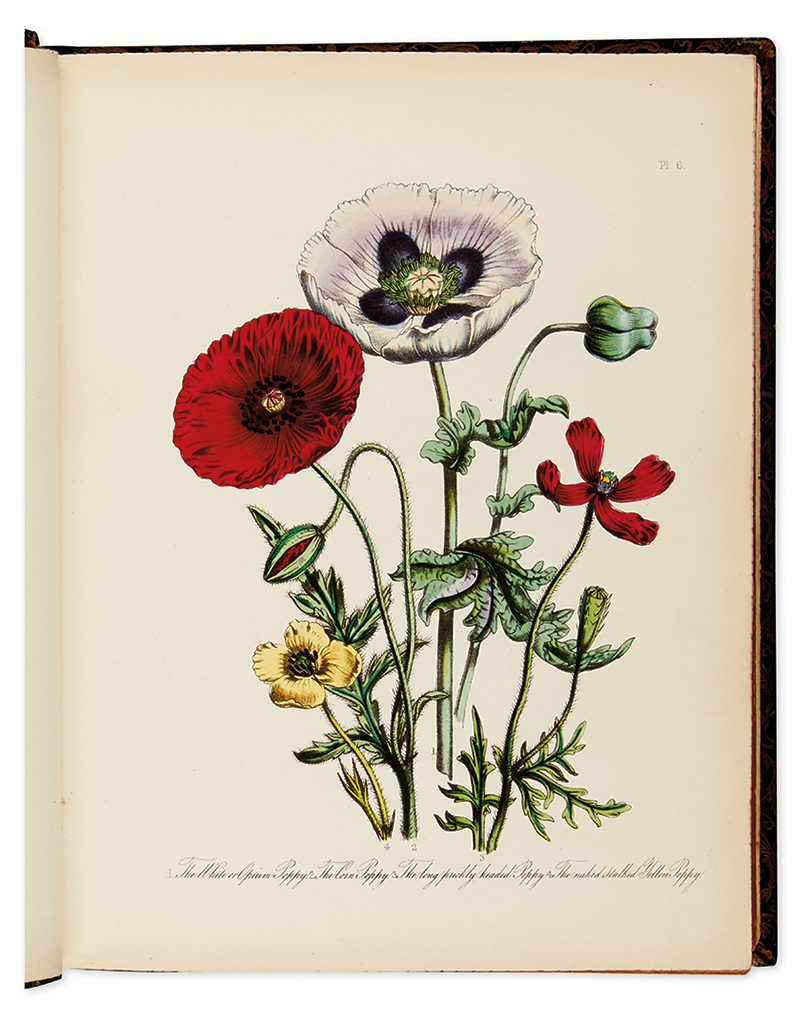 Appraisal: LOUDON JANE WELLS British Wild Flowers hand-colored lithographed plates to