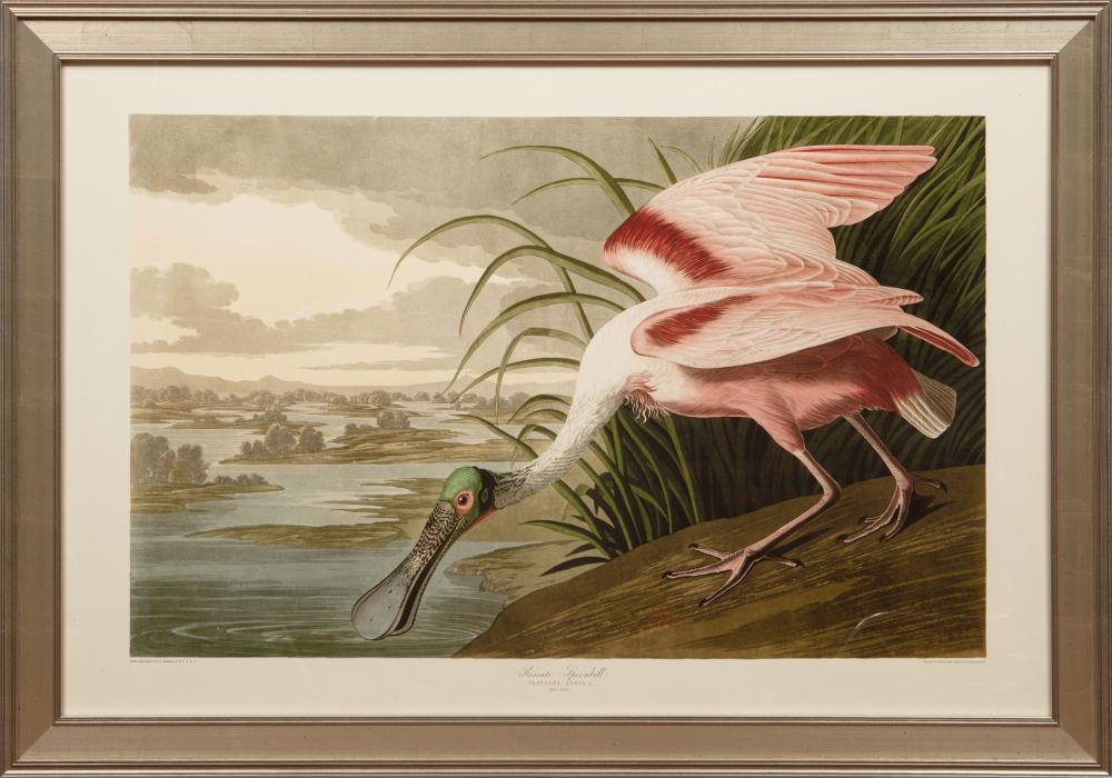 Appraisal: After John James Audubon American - Rosette Spoonbill offset lithograph