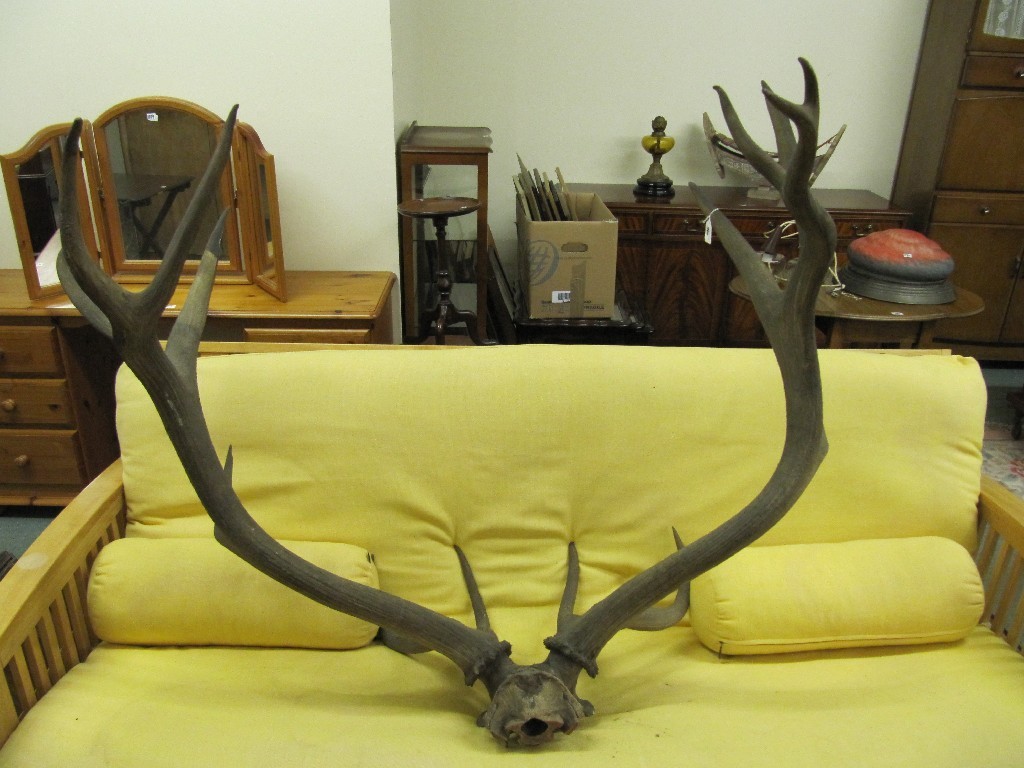 Appraisal: Pair of wall mounting point antlers