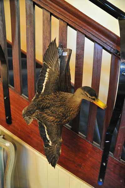 Appraisal: A TAXIDERMIED DUCK