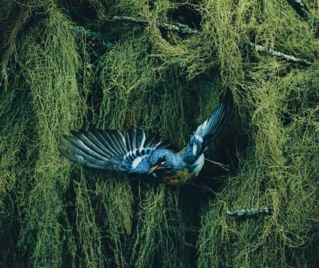 Appraisal: PORTER ELIOT - Portfolio entitled Birds in Flight With vibrant