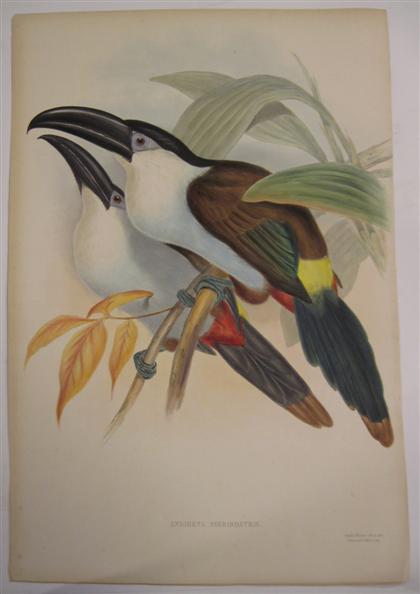 Appraisal: piece Hand-Colored Lithograph Gould J E Black-billed Hill Toucan London