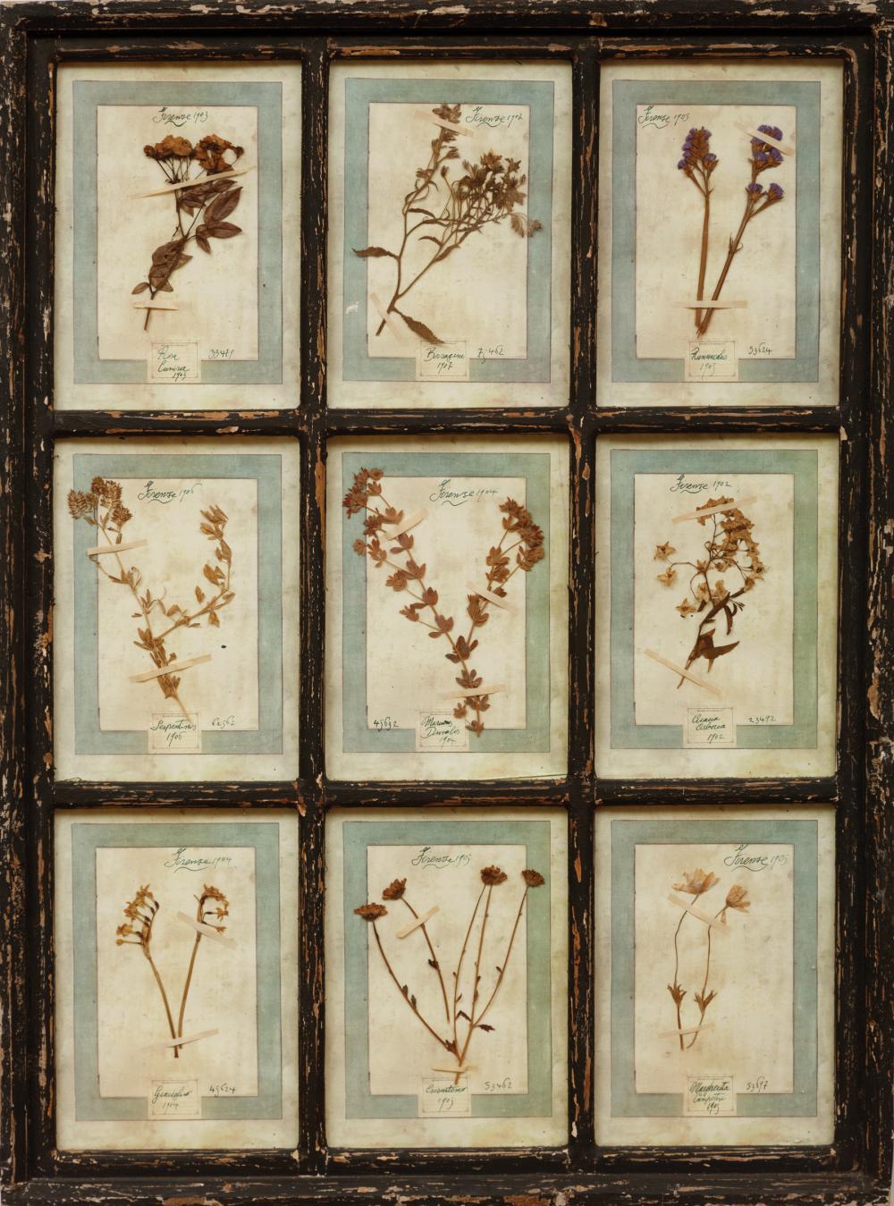 Appraisal: Two Decorative Framed Collections of Pressed Botanical Specimens th c