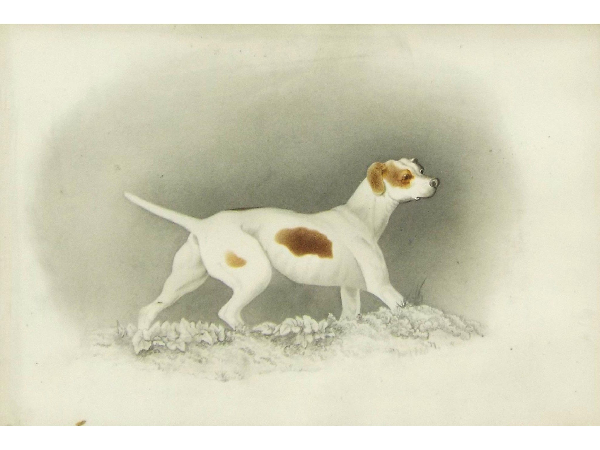 Appraisal: th century School - portrait of a standing hound watercolour