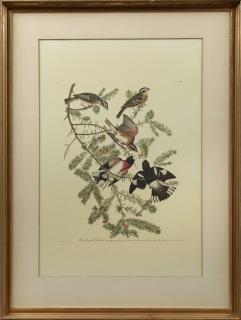 Appraisal: John James Audubon - Rose-breasted Grosbeak No Plate Amsterdam edition