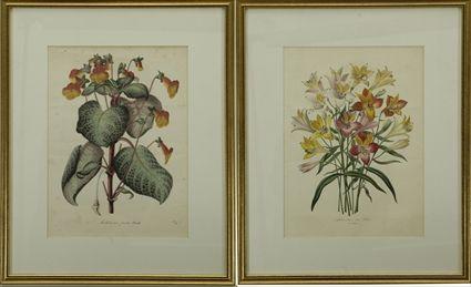 Appraisal: Pair of Botanical Prints Hand-colored lithographs each x in sight