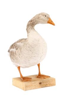 Appraisal: White and Gray Feathered Taxidermy Goose American late th century