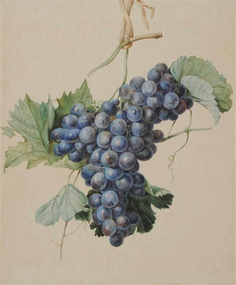 Appraisal: AMERICAN SCHOOL BLUE GRAPES Watercolor on thick paper Provenance Chamberlin