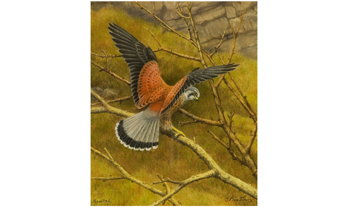 Appraisal: E Bradbury A Kestrel Signed Watercolour Measures x inches