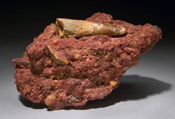 Appraisal: Dinosaur Tooth in Matrix Spinosaurus egypticus Middle Cretaceous Kem Kem