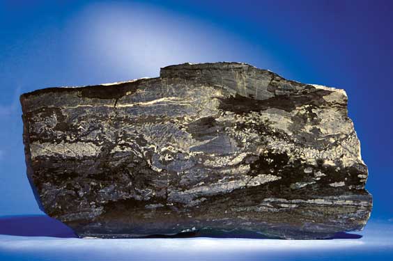 Appraisal: A HUGE SLAB OF STROMATOLITE Billion Years old Mary Ellen