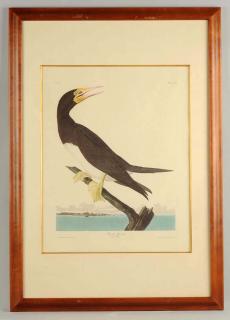 Appraisal: Audobon Bobbie Gannet Audobon Rough Legged Falcon Audobon Passenger Pigeon