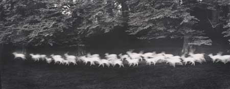 Appraisal: CAPONIGRO PAUL - Running Deer Silver print x inches x