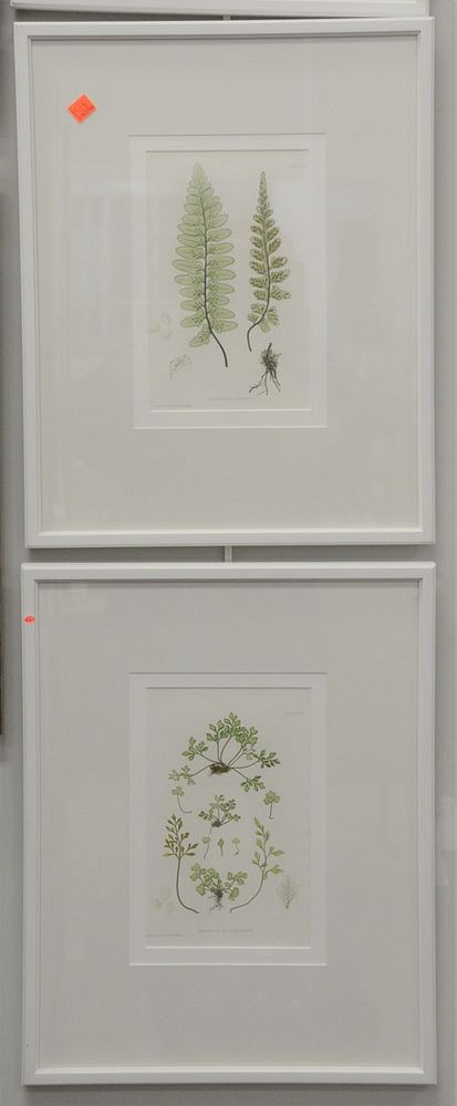 Appraisal: Six Piece Group of Bradbury Evans Botanical Prints from the