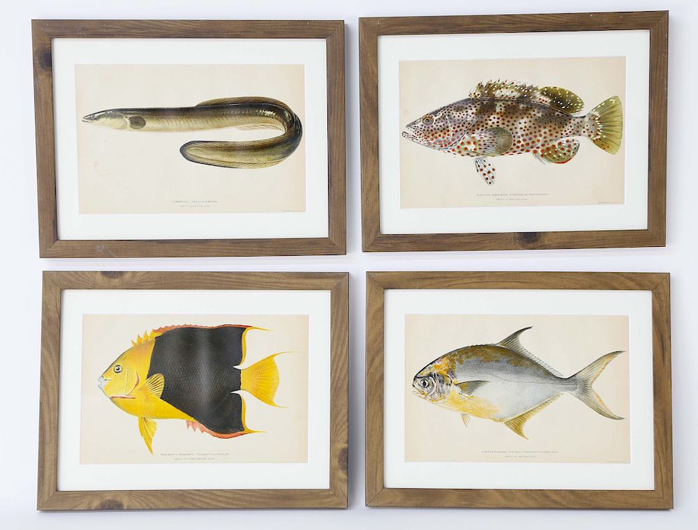 Appraisal: Set of Four Antique Lithographs of Fish Julius Bien and