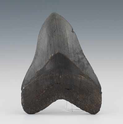 Appraisal: A Large Megalodon Shark's Tooth Blue grey fossilized enamel with