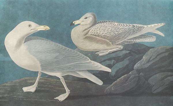 Appraisal: JOHN JAMES AUDUBON AMERICAN - x Burgomaster Gull No Plate