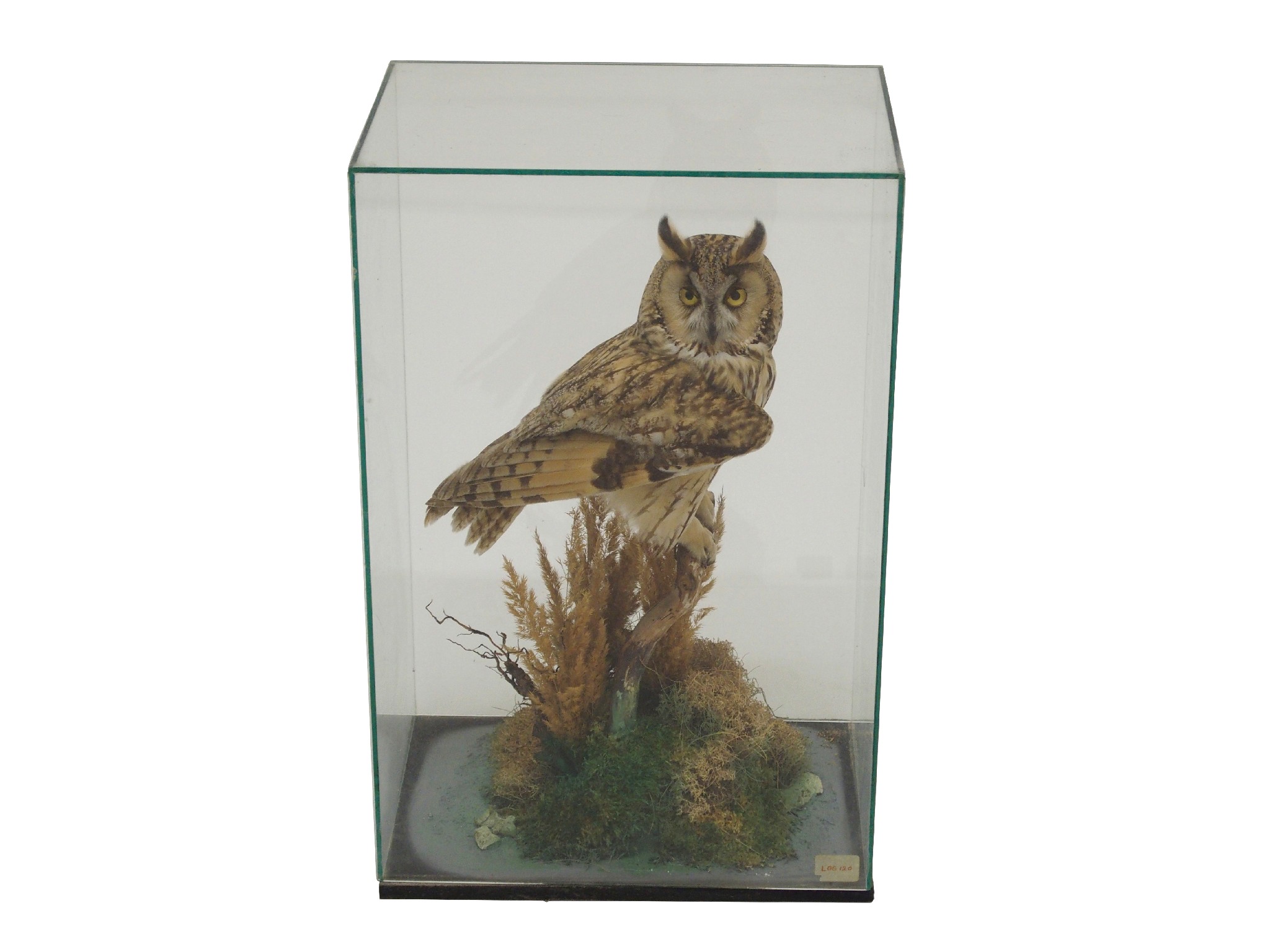 Appraisal: A taxidermy model of a long eared owlmounted on a