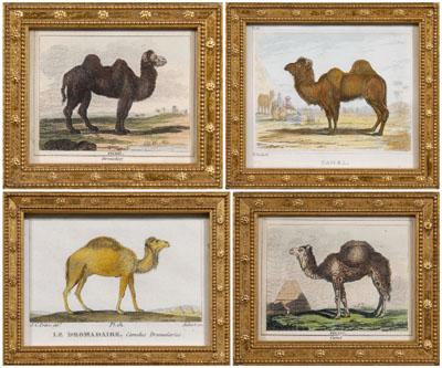 Appraisal: Four miniature camel prints quot Camel quot from Buffon s