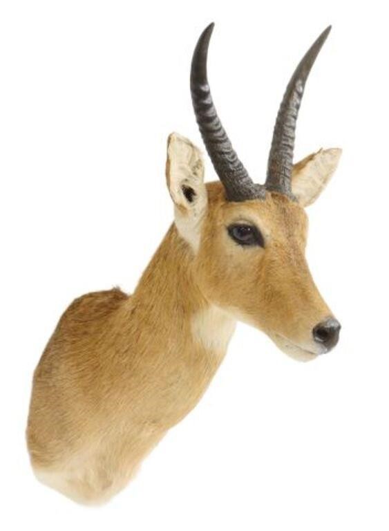 Appraisal: Taxidermy Impala antelope trophy shoulder mount approx h w d