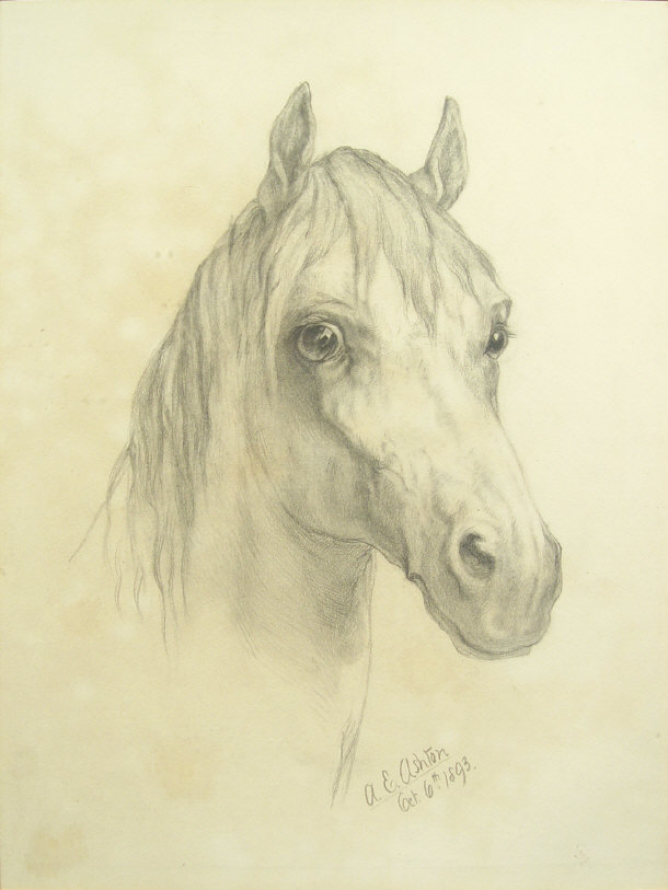 Appraisal: A E Ashton - Pencil portrait of a horse pencil