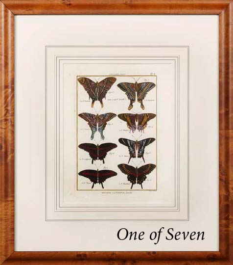 Appraisal: Continental School th Century Butterflies group of seven hand-colored engravings