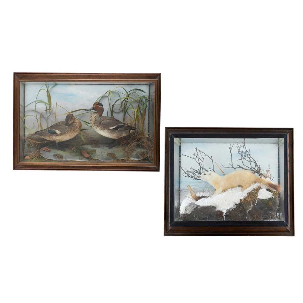 Appraisal: Y TWO OAK-CASED TAXIDERMY WALL MOUNTED DIORAMAS LATE TH TH