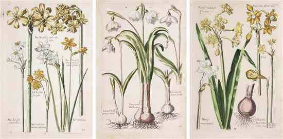 Appraisal: BOTANY ENGLISH MERIAN MARIA SIBYLLA A group of three hand-colored