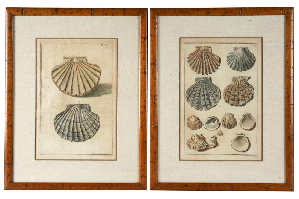 Appraisal: TWO COLORED ENGRAVINGS OF SHELLSfrom Niccolo Gualtieri's 'Index testarum conchyliorum