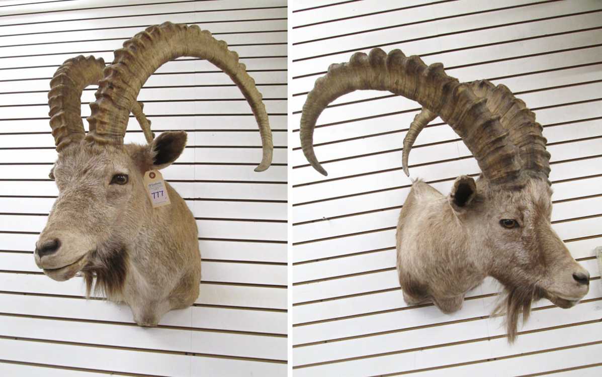 Appraisal: TWO TAXIDERMY MOUNTS Asiatic Ibex head shoulder mounts with horns