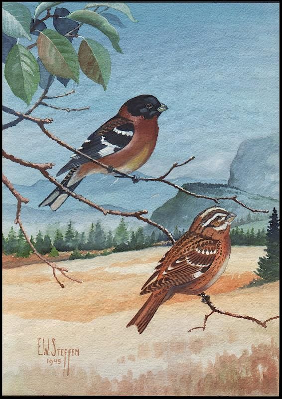 Appraisal: Steffen Watercolor of Black-Headed Grosbeak Black-Headed Grosbeak Earnest W Steffen