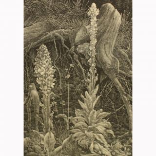 Appraisal: Wilhelm Heise German - Etching of ferns Image Size x