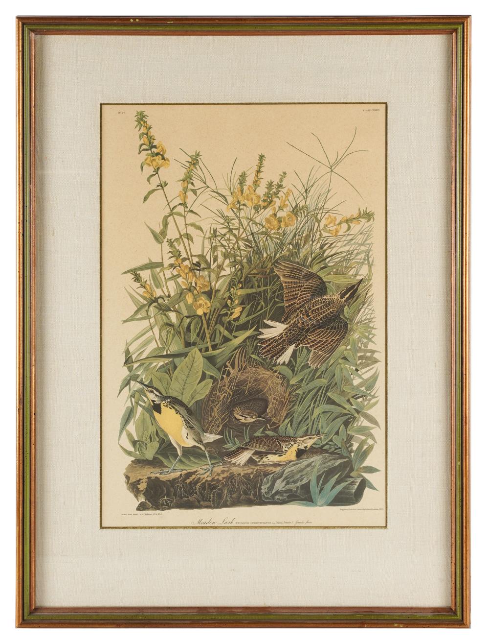 Appraisal: AFTER JOHN JAMES AUDUBON - MEADOW LARK engraving printed lower