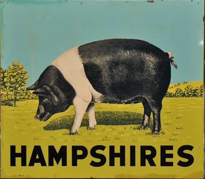 Appraisal: LITHOGRAPHIC TWO-SIDED FARM SIGN HAMPSHIRES Showing a black and white