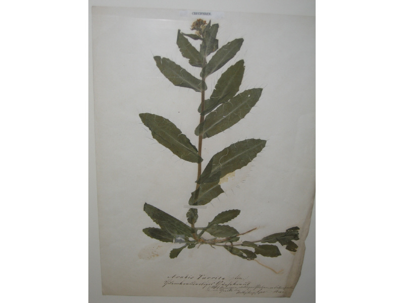 Appraisal: SIX HANDCOLORED COPPER ENGRAVINGS OF BOTANICALS By Pierre Bouchoz Paris