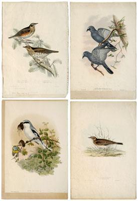 Appraisal: Four John Gould lithographs birds two by John and Elizabeth