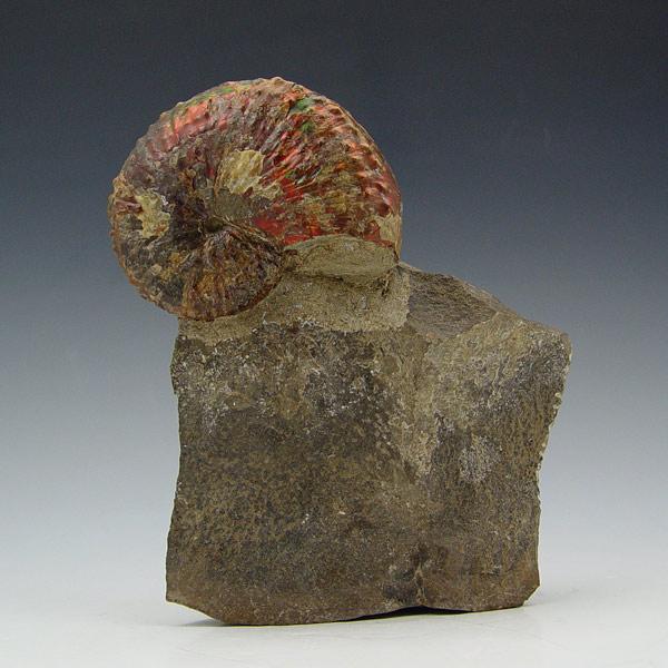 Appraisal: COMPLETE IRIDESCENT RED AMMONITE FOSSIL Approx to million years old