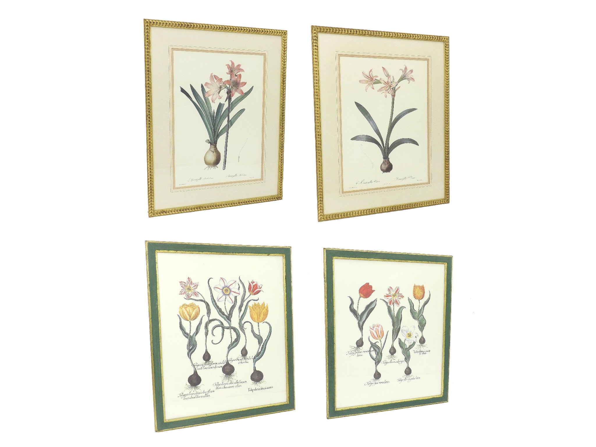 Appraisal: French School - pair of botanical studies of amaryllis colour