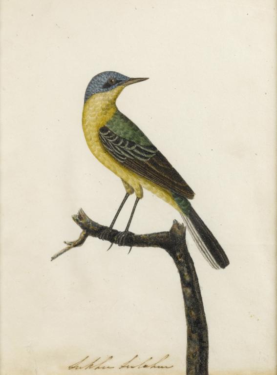 Appraisal: INDIAN SCHOOL TH CENTURY STUDY OF A GREY-HEADED YELLOW WAGTAIL