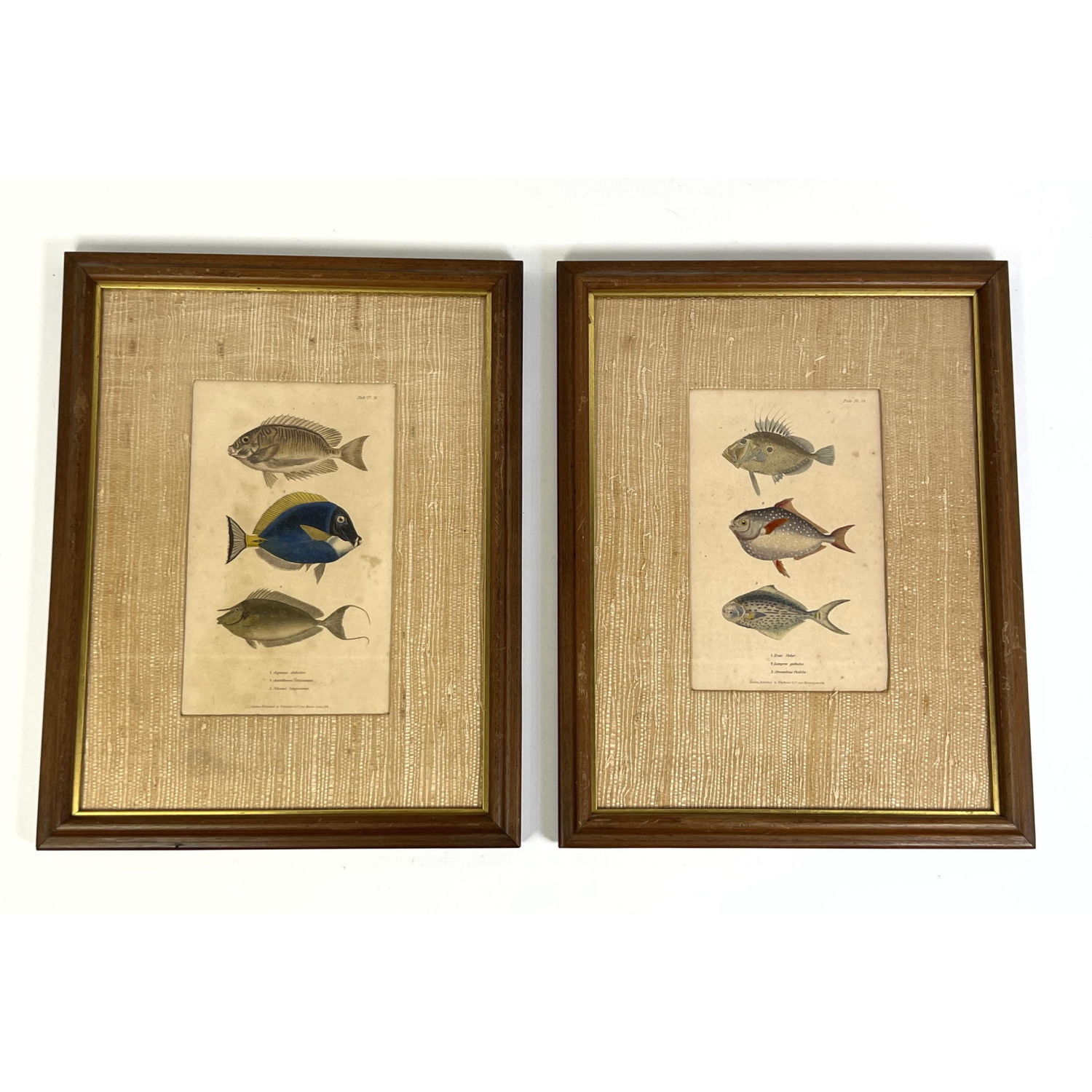 Appraisal: pc Framed Fish Illustration Book Plates Framed with grass cloth